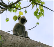 apa-safari-sri-lanka.jpg