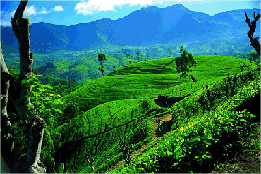 ceylon-te-sri-lanka.gif