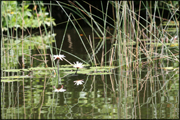 lagunsafari-sri-lanka-liten.jpg