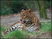 leopard-sri-lanka.jpg