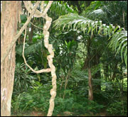 regnskog-sri-lanka.jpg
