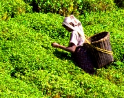 teplockare-sri-lanka.jpg
